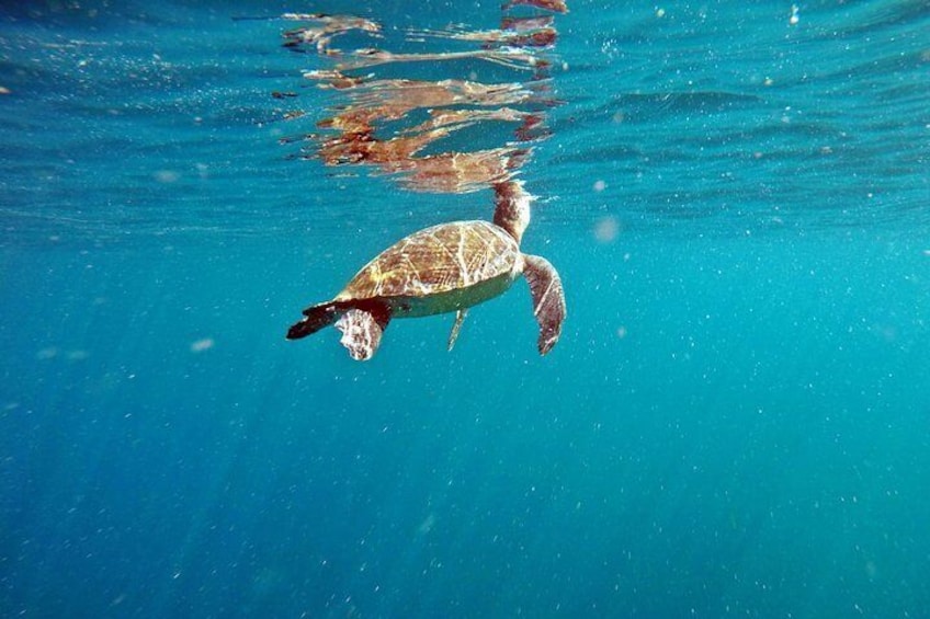 The time to breathe! Yes, turtles need to breathe out of the water!
