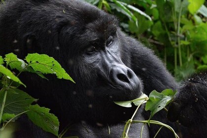Gorilla Trekking in Uganda Bwindi Forest Park
