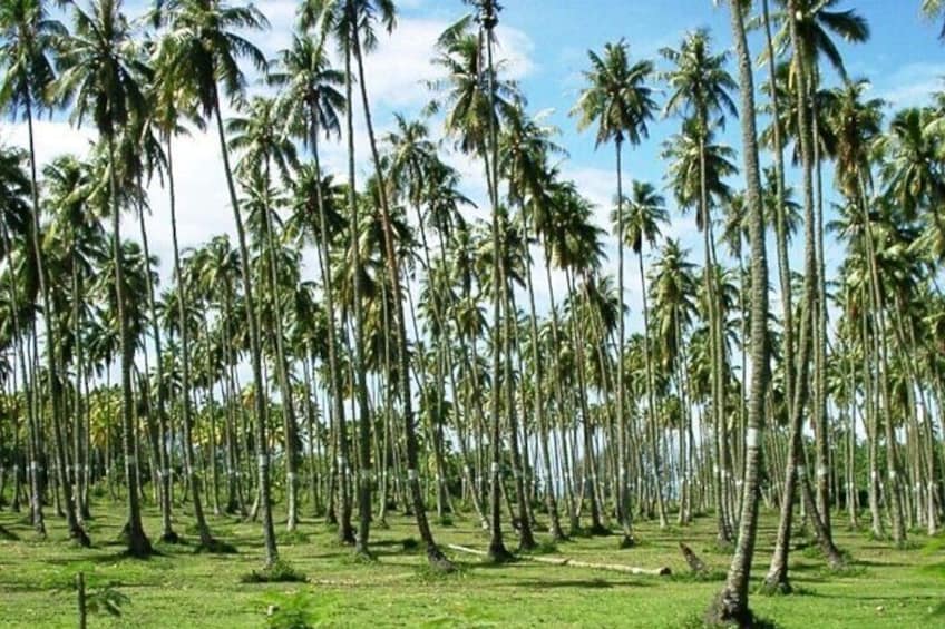 Papara Coconut Grove