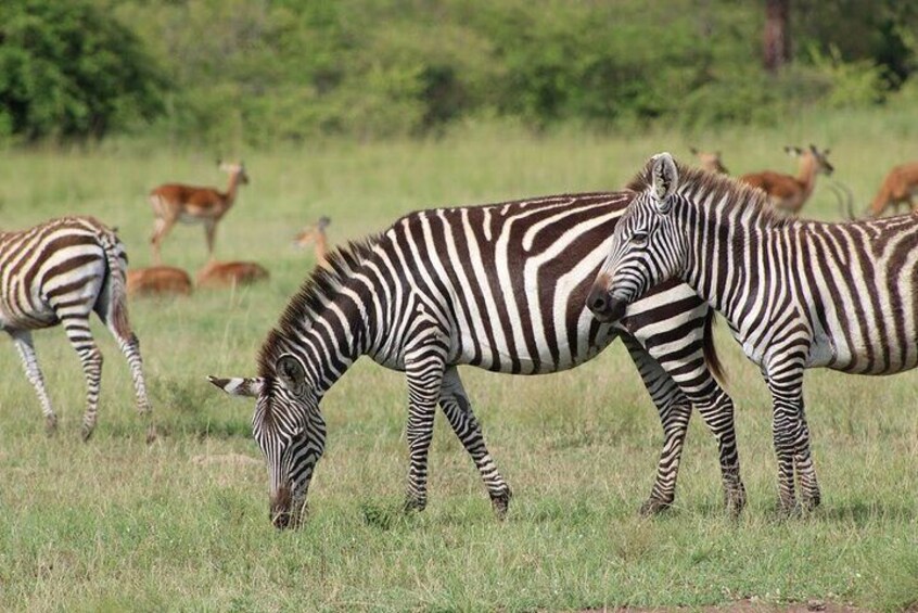 1 day Akagera safaris