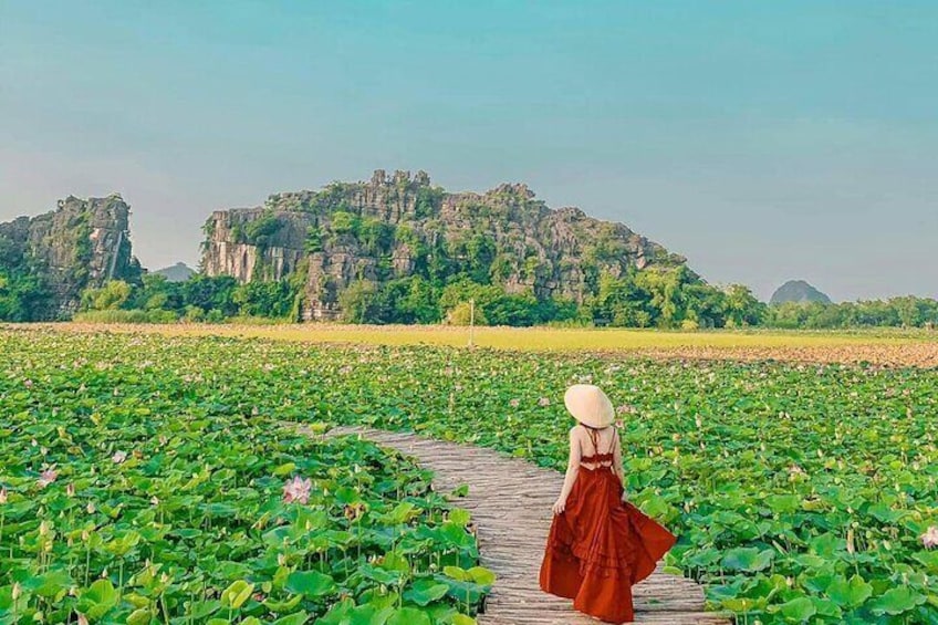 Lotus farm - Ninh Binh