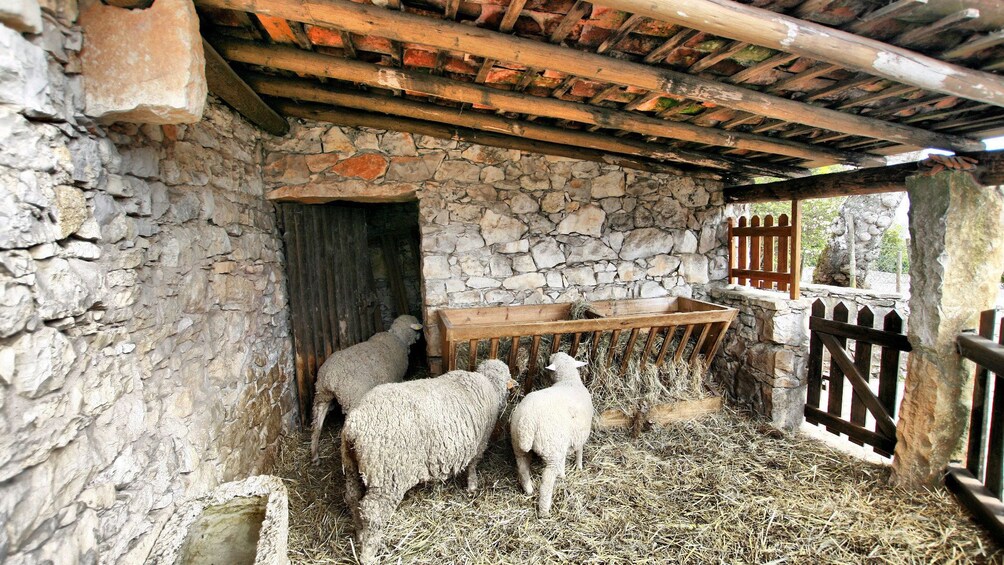 Sheep on a farm near Lisbon