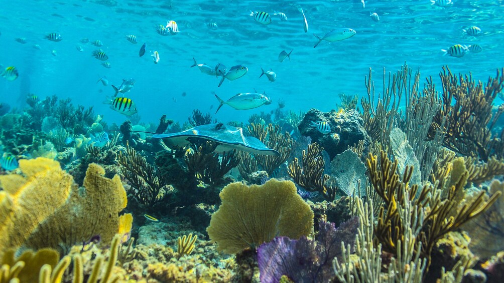 Riviera Maya Luxury Catamaran Sailing & Snorkeling