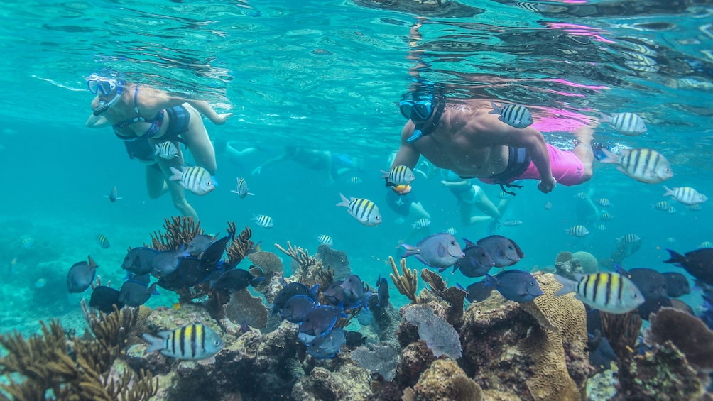 Riviera Maya Luxury Catamaran Sailing & Snorkeling