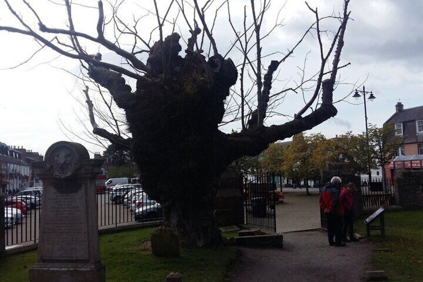 Very Old Tree at Beauly Priory