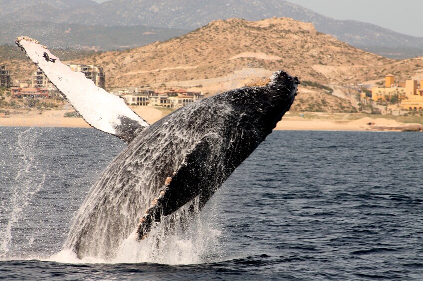 Whale Watching Lunch
