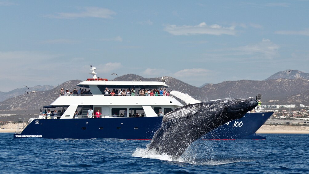 humpback whale breeching off starboard deck of pleasure craft in Los Cabos