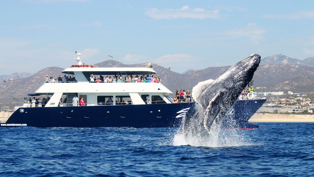 humpback whale breeching off starboard deck of pleasure craft in Los Cabos