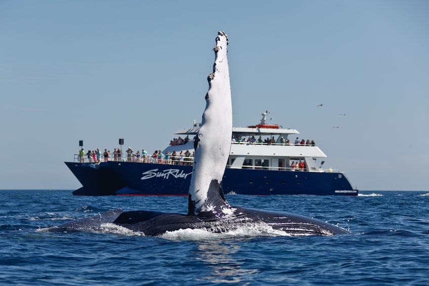 Whale Watching Dinner