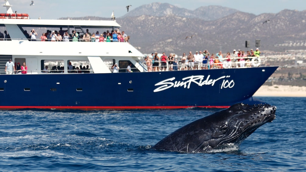 humpback whale breeching off starboard bow of pleasure craft in Los Cabos