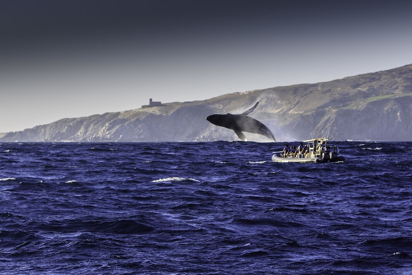 Whale Watching Dinner