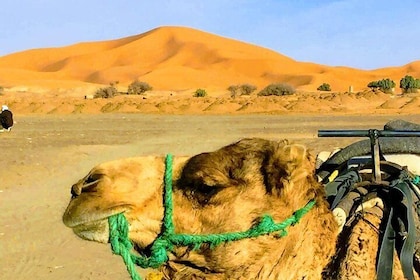 5 Days tours from Tangier to Chefchaouen, Fez, Merzouga Desert and Marrakec...