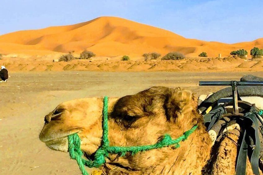 5 Days tours from Tangier to Chefchaouen, Fez, Merzouga Desert and Marrakech