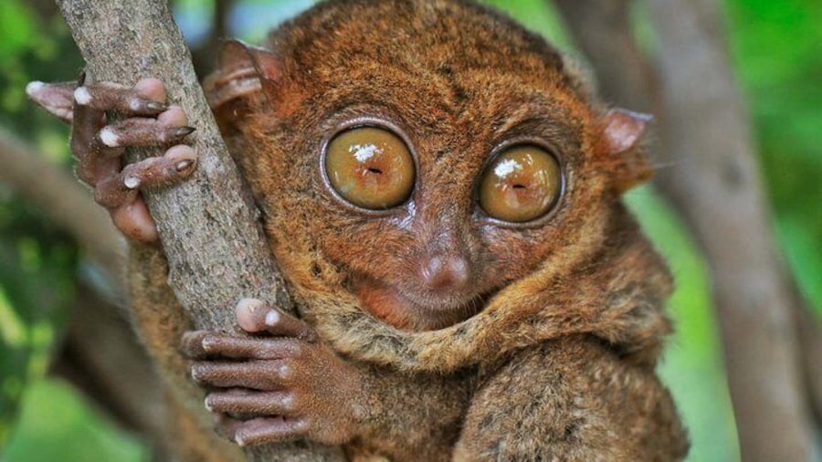 Tarsier