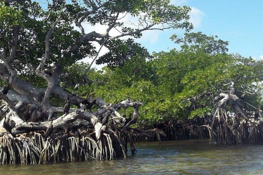 Amazing Red Mangroves