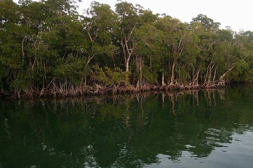 Mangrove trail.