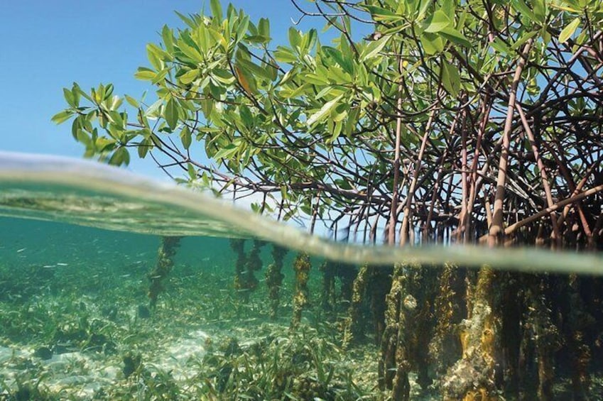 Mangroves of Key Largo, FL
