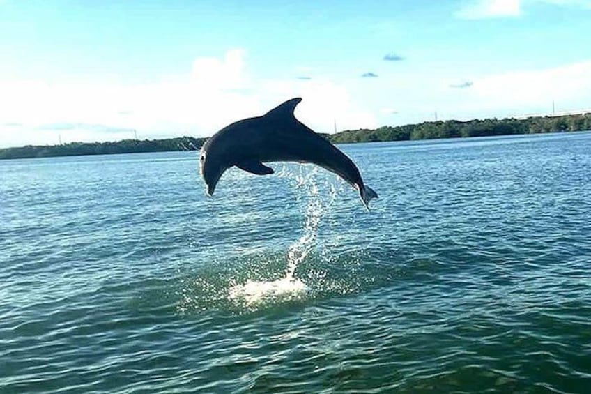 Eco-Tours on the gulf side of Key Largo