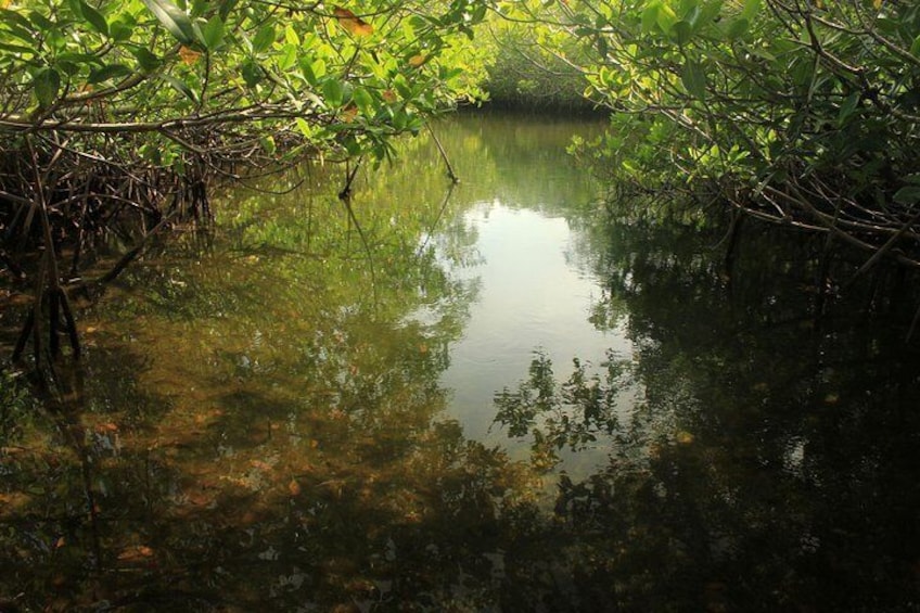 Eco-Tour through the mangrove trails in Key Largo, FL