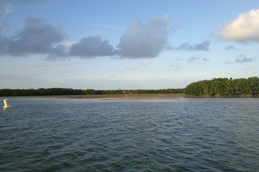 Mangrove views at low tide.