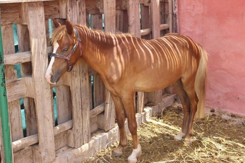 Horse Tour : 2 hours horse ride in Agadir