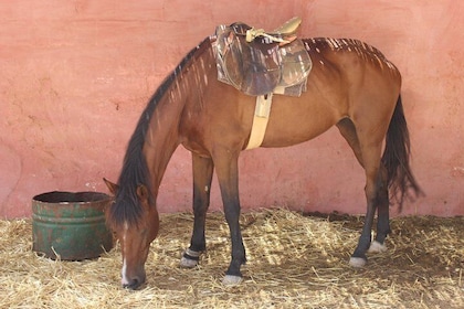 Visite à cheval: 2 heures de balade à cheval à Agadir