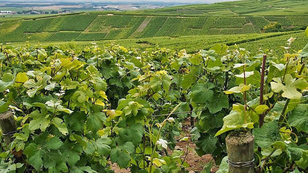 Charger l’élément 5 sur 5. Vineyard in Paris France