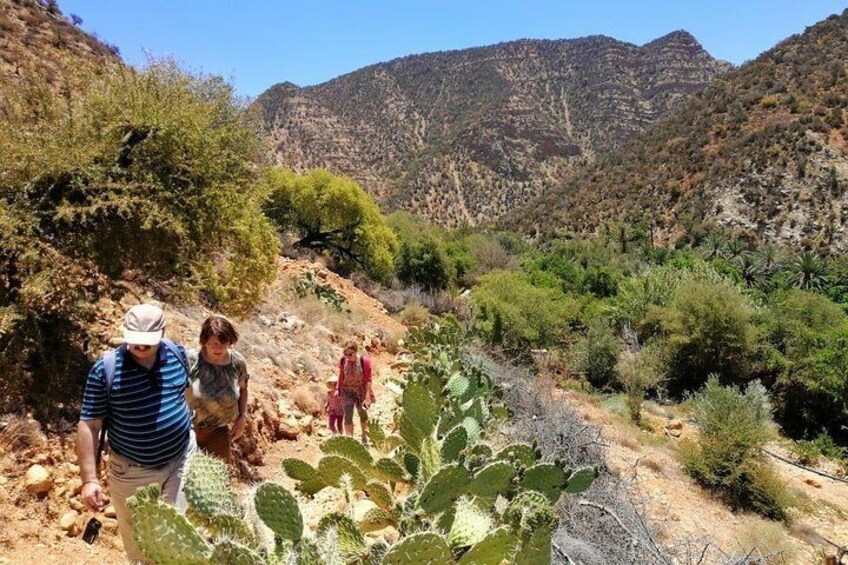 Half day Hiking between palm trees and valley in agadir 