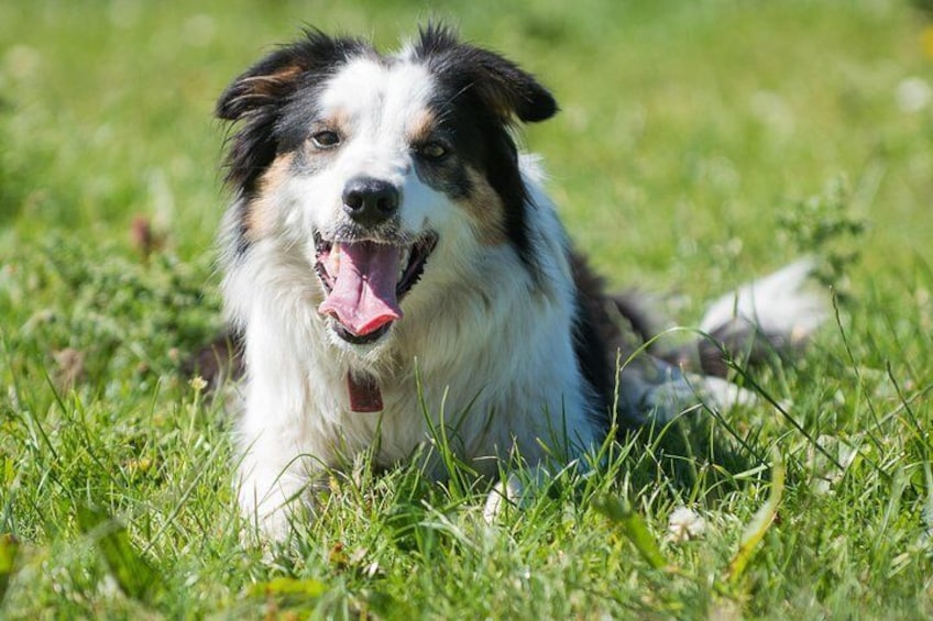 Caherconnell Fort & Sheepdog Demonstrations