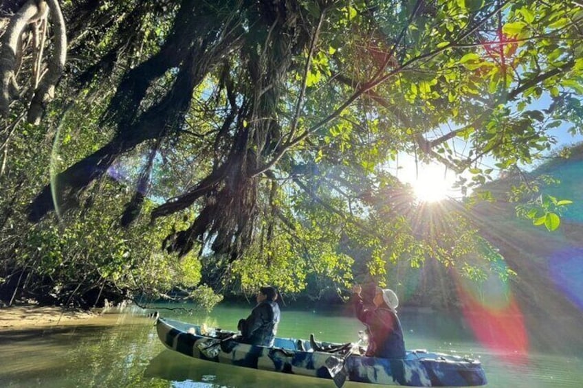 Enjoy nature! Mangrove kayak tour!