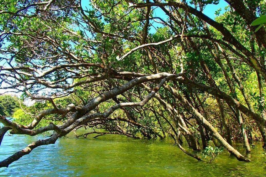 Enjoy nature! Mangrove kayak tour!