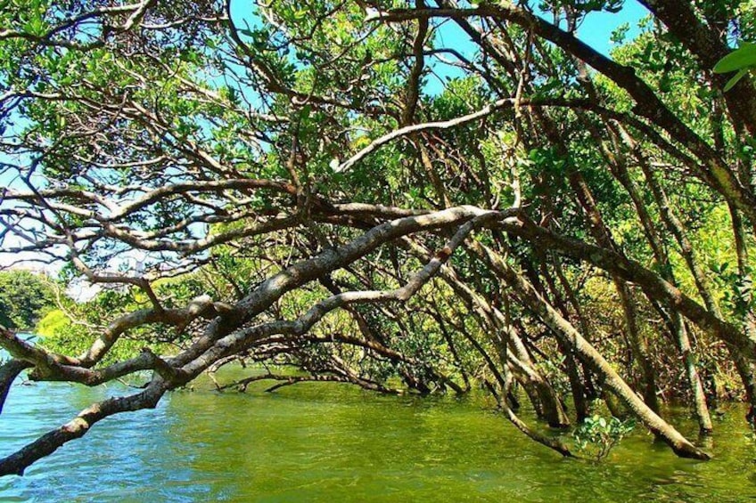 Enjoy nature! Mangrove kayak tour!