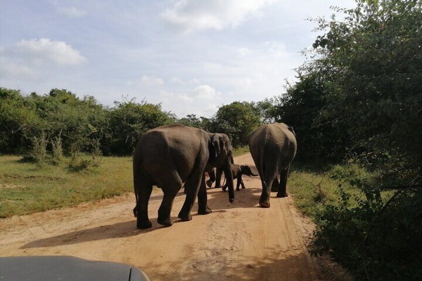Yala National Park Full Day Safari Tour