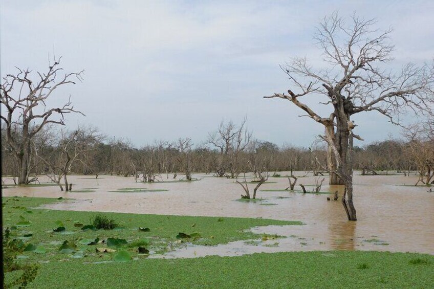 Udawalawa Safari Tour With Baby Elephants From Hambantota Port