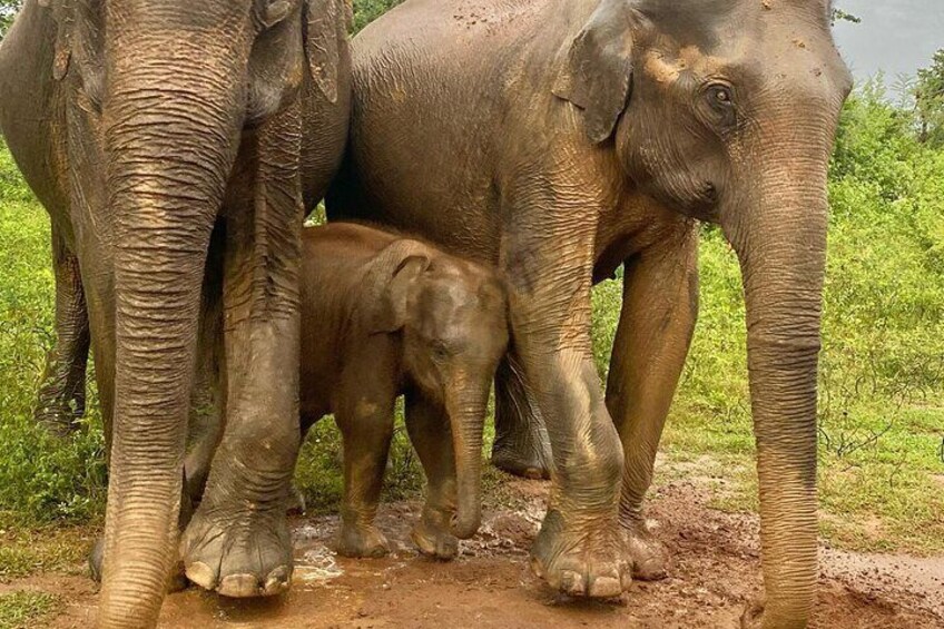 Udawalawe national park private tours