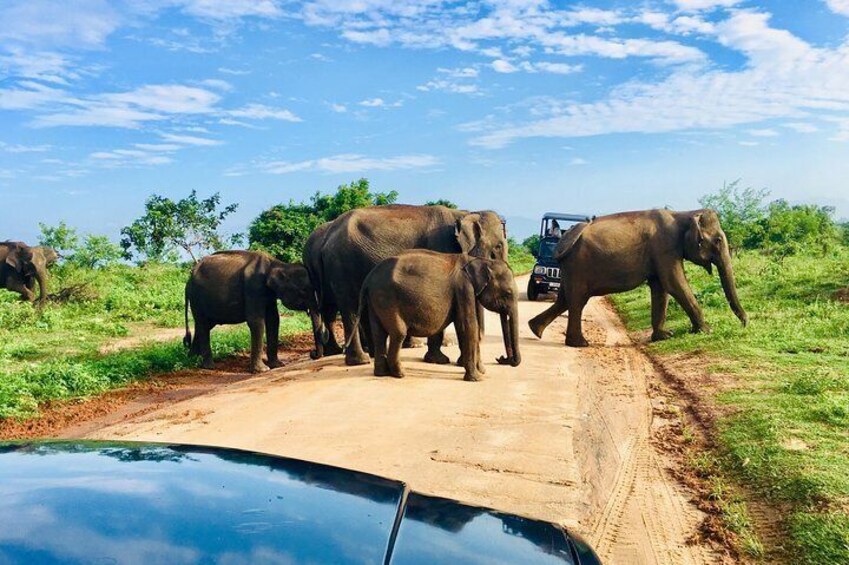 Early morning safari tour