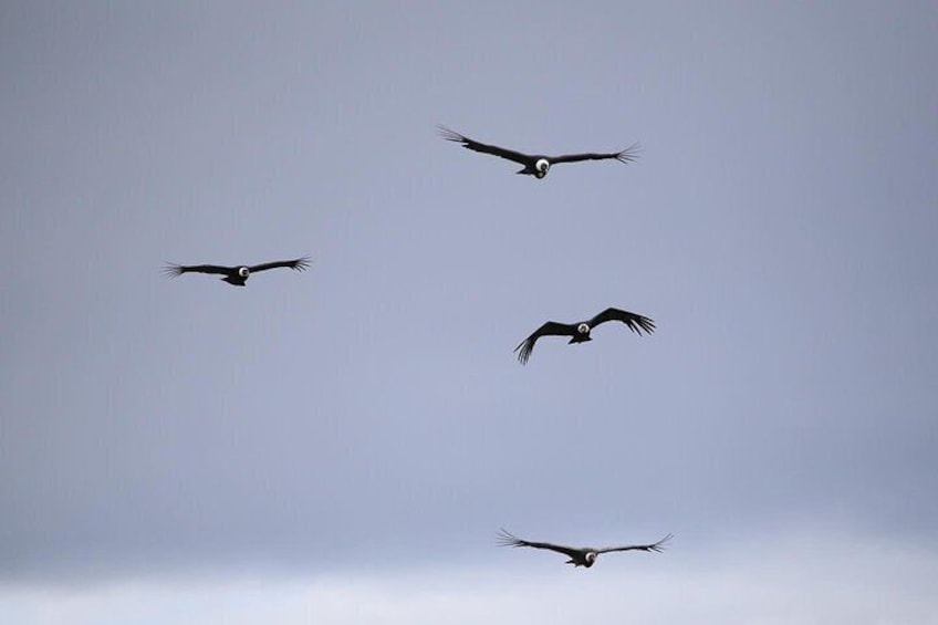 Condor sighting + lunch