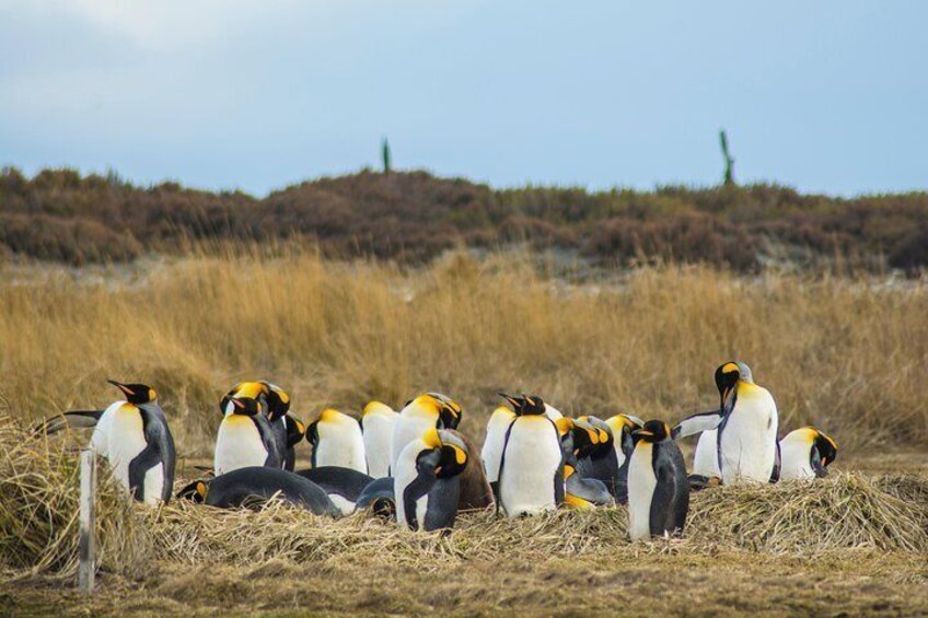 Full Day Penguin King