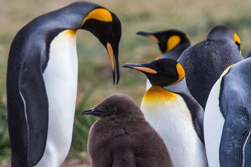 Full Day Penguin King