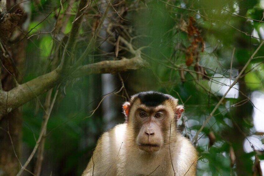 3 Days Bukit Lawang Tour (Happy Jungle)