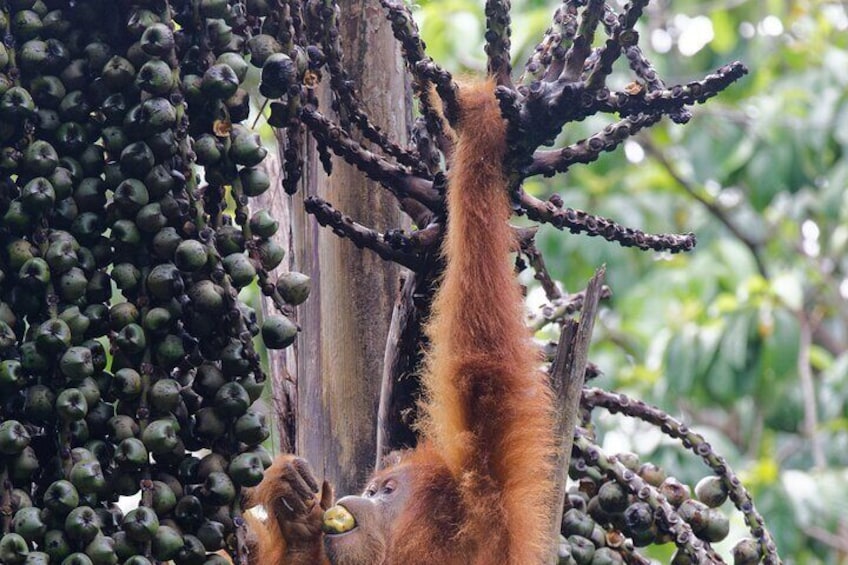 3 Days Bukit Lawang Tour (Happy Jungle)