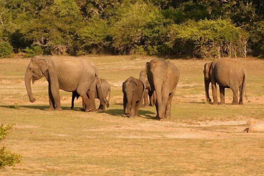 Yala National Park Half Day Safari PRIVATE TOURS 