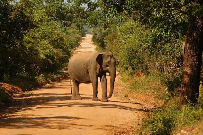 Yala National park 7 hour's Safari PRIVATE TOURS