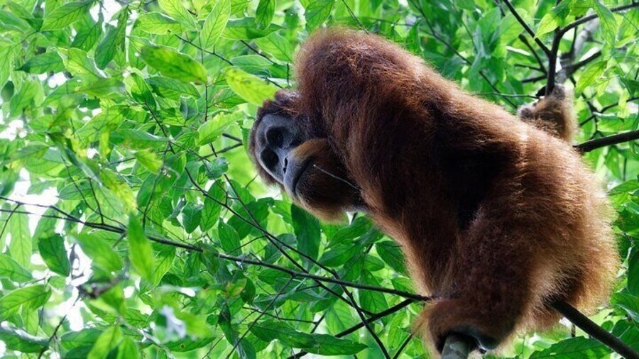 7 Days 6 Nights North Sumatra Tour