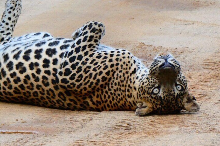 From: Galle/Mirissa to Yala Safari PRIVATE Tour with ELLa Drop