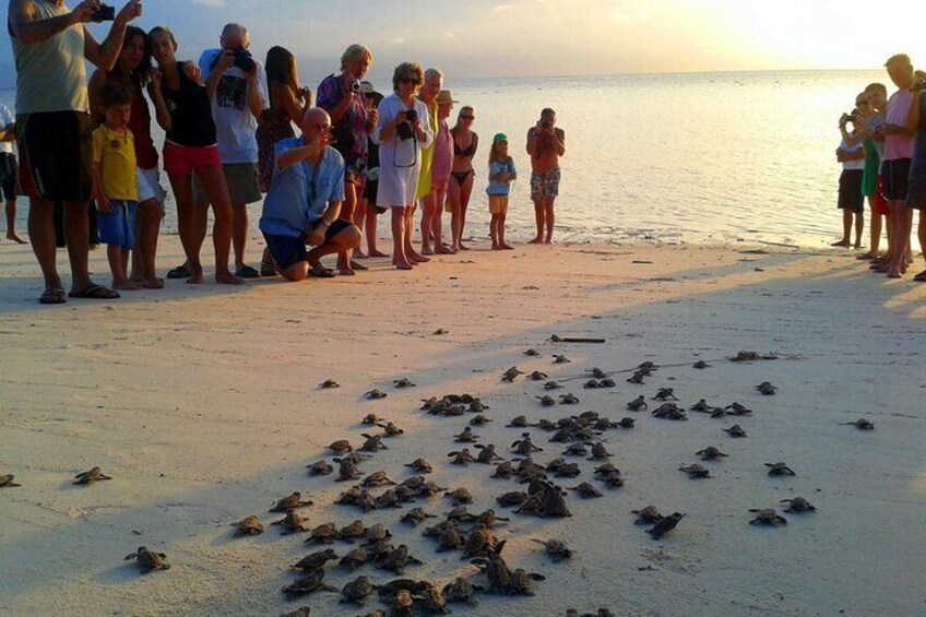 Galle Private Day Tours With Sea Turtles Visit & Boat safari 