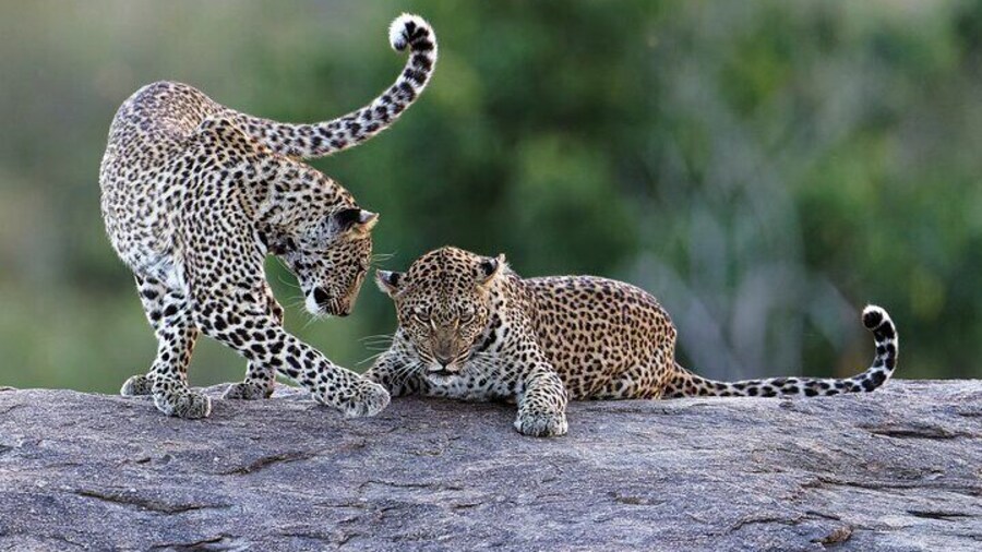 YALA SAFARI