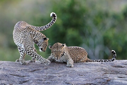 YALA SAFARI (PRIVATE) TOUR & Galle/Mirissa/Tangalle/Ella Transfer