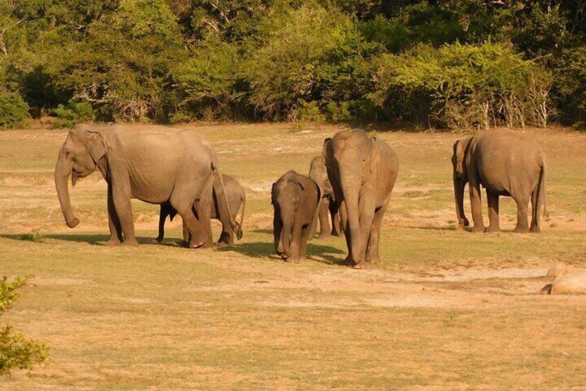 Udawalawe National Park 5 hours Safari PRIVATE TOURS - 2 Sessions