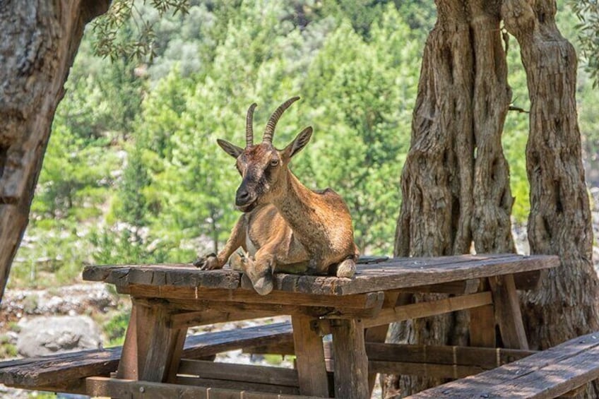Samaria Gorge Hike